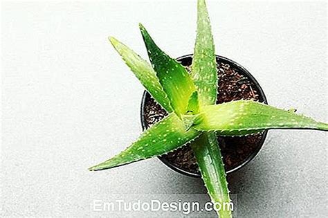 Aloe vera: evde büyütmek için tüm özellikleri ve ipuçları